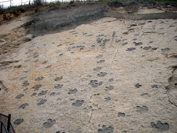 Cretaceous Therapod tracks (Repichnia).jpg 113.3K